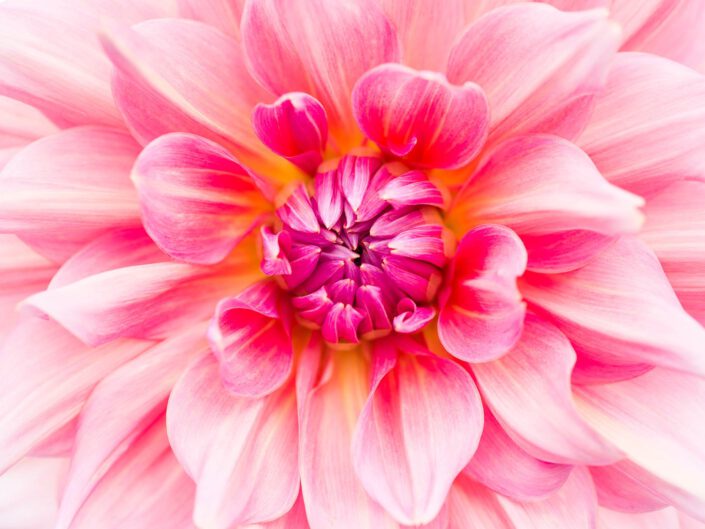 Close-up von Dahlie mit zartem Pink-Rosa Ombré Verlauf
